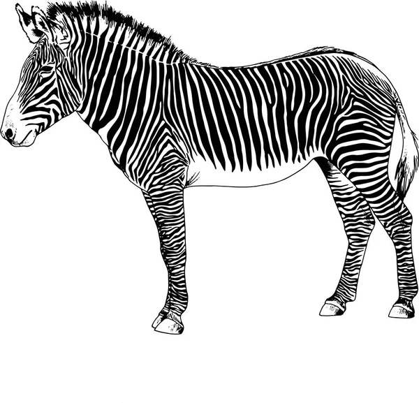 Zebra disegnata con inchiostro pop art vector — Vettoriale Stock