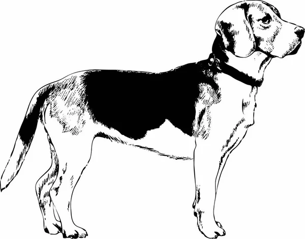 Cão pedigree desenhado a tinta à mão —  Vetores de Stock