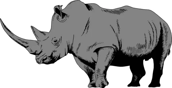 Duży nosorożec rysowane ręcznie na białym tle oddzielone tatuaż — Wektor stockowy