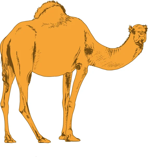 Kamel in voller Größe von Hand in Tusche gezeichnet — Stockvektor