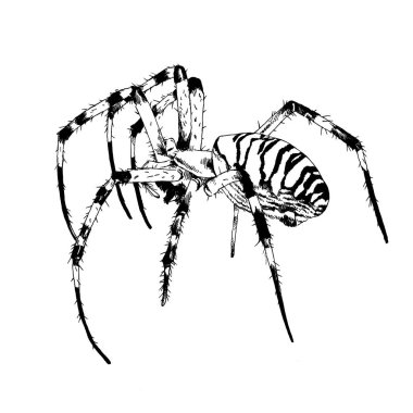tarama örümcek mürekkeple el ile beyaz bir arka plan üzerinde çizilmiş. 