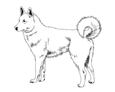 beyaz zemin üzerine mürekkeple çizilmiş köpek 