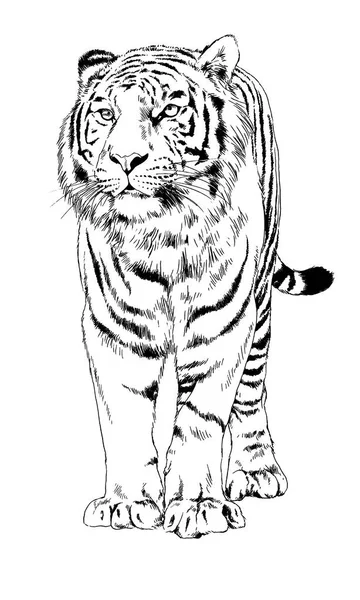 Rysowane tuszem ręce tatuaż tygrys — Zdjęcie stockowe