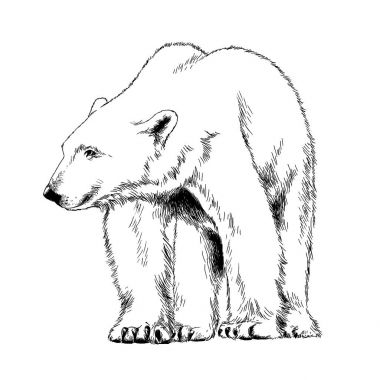 bir yırtıcı hayvan dövme elinden mürekkeple çizilmiş ayı 