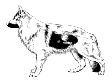 beyaz zemin üzerine mürekkeple çizilmiş köpek 