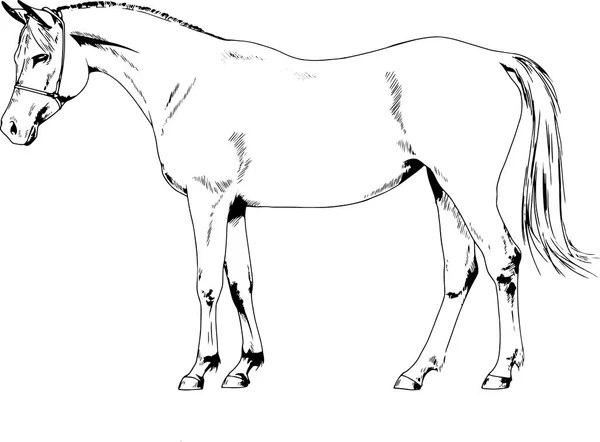 Caballo de carreras sin arnés dibujado con tinta a mano — Vector de stock