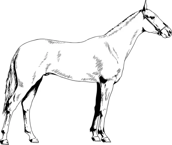 Caballo de carreras sin arnés dibujado con tinta a mano — Vector de stock