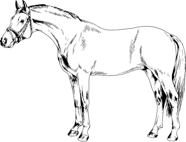 Wedstrijd paard zonder een harnas met de hand getekend in inkt — Stockvector