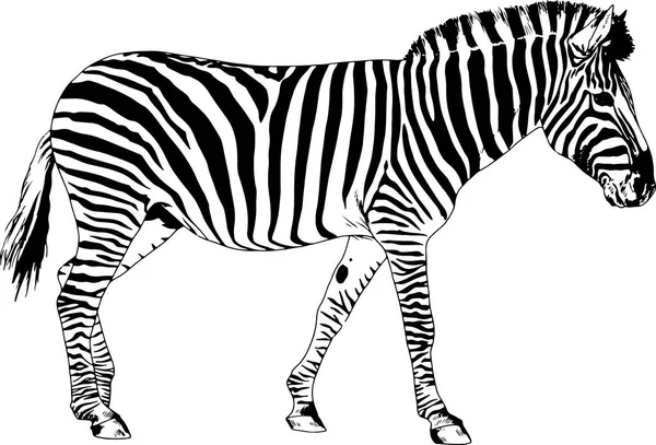 Zebra drawn with ink and hand-colored pop art vector — Stock Vector