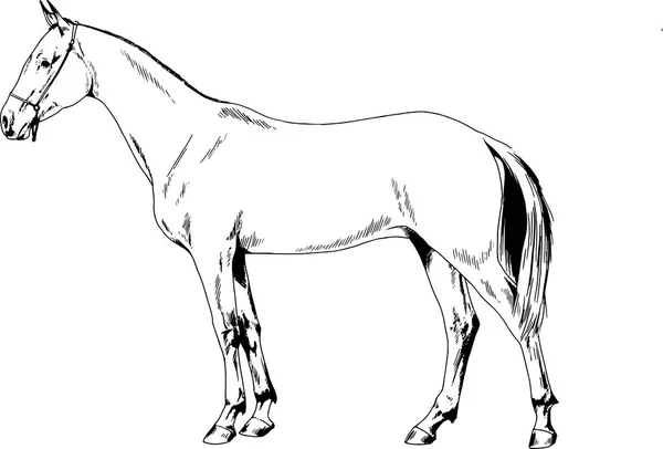 Caballo de carreras sin arnés dibujado con tinta a mano — Vector de stock