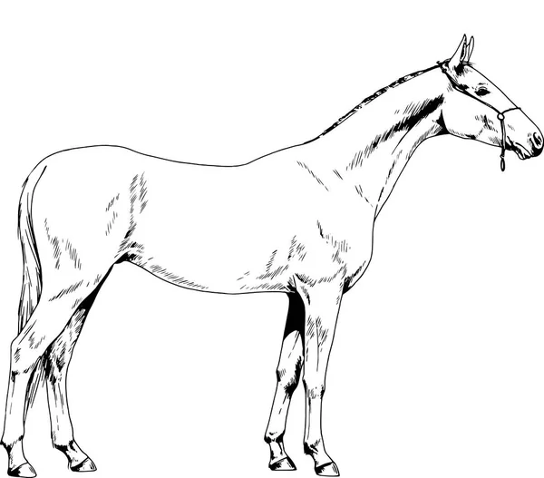 Cheval de course sans harnais tiré à l'encre à la main — Image vectorielle