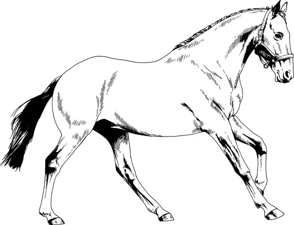 Caballo de carreras sin arnés dibujado con tinta a mano — Archivo Imágenes Vectoriales