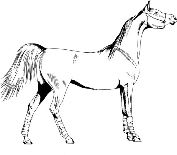 Cheval de course sans harnais tiré à l'encre à la main — Image vectorielle