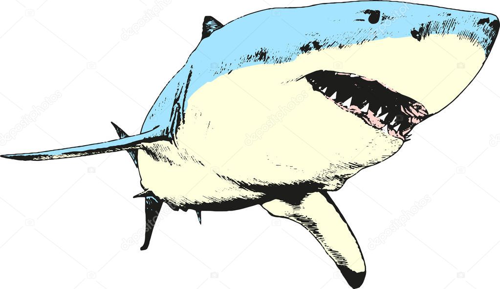 a shark drawn in ink on a white background with jaws 