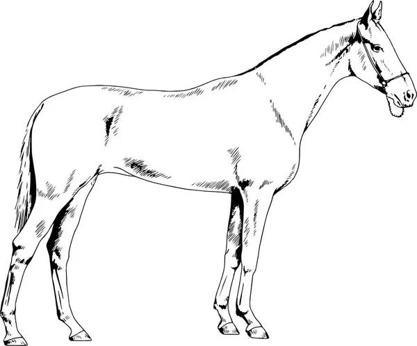 Caballo de carreras sin arnés dibujado con tinta a mano — Vector de stock