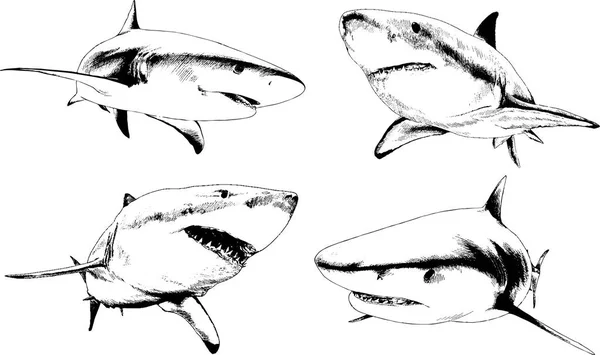 Conjunto de desenhos vetoriais sobre o tema dos predadores marinhos tubarões desenhados a tinta à mão —  Vetores de Stock