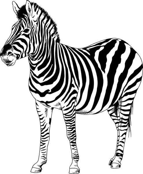 Zebra drawn with ink and hand-colored pop art vector — Stock Vector