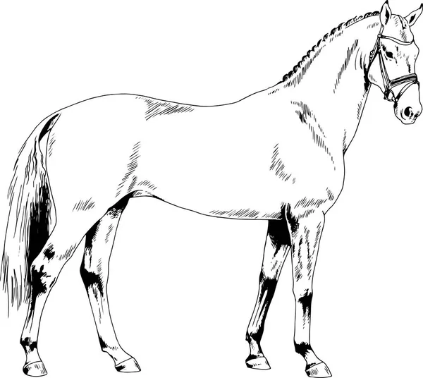 Cheval de course sans harnais tiré à l'encre à la main — Image vectorielle