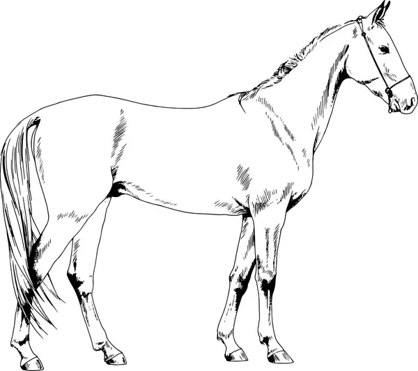 Wedstrijd paard zonder een harnas met de hand getekend in inkt — Stockvector