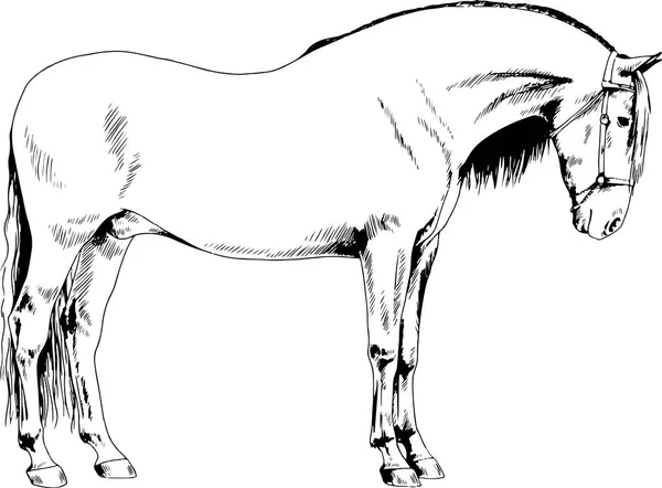 Caballo de carreras sin arnés dibujado con tinta a mano — Vector de stock