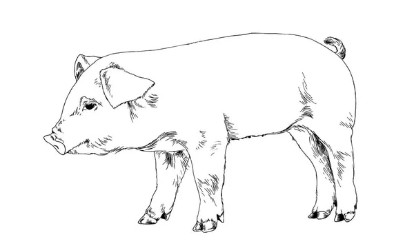 Un petit cochon est dessiné à l'encre sur fond blanc — Photo