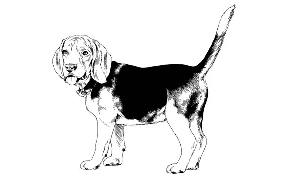 Pedigree dog drawn in ink by hand — Stock Photo, Image