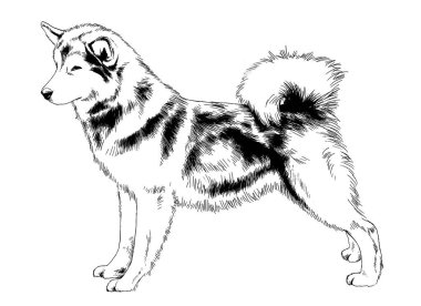 büyük köpek beyaz arka plan logo mürekkeple çizilmiş koru 