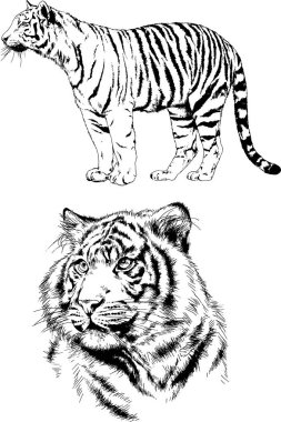 vektör çizimler yırtıcı hayvan tema üzerinde el ile mürekkep dövme logoları ile çizilir ayarla