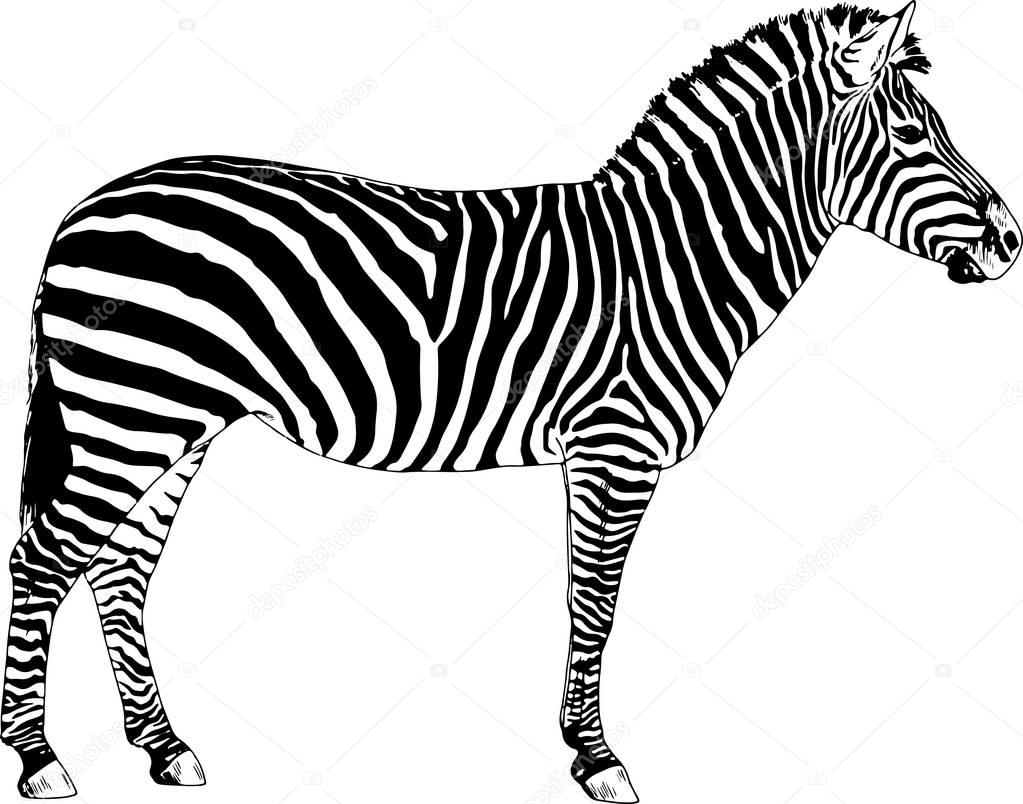 Zebra drawn with ink and hand-colored pop art vector 