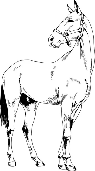 Rennpferd ohne Geschirr mit Tinte von Hand in voller Länge gezeichnet — Stockvektor