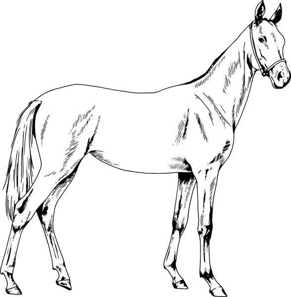 ม้าแข่งโดยไม่มีสายรัดที่วาดด้วยหมึกด้วยมือในความยาวเต็ม — ภาพเวกเตอร์สต็อก