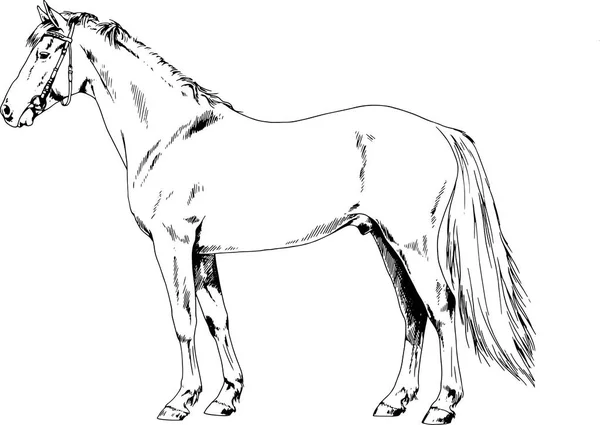 Гоночний кінь без в'язання, намальованого в чорнилі вручну в повній довжині — стоковий вектор