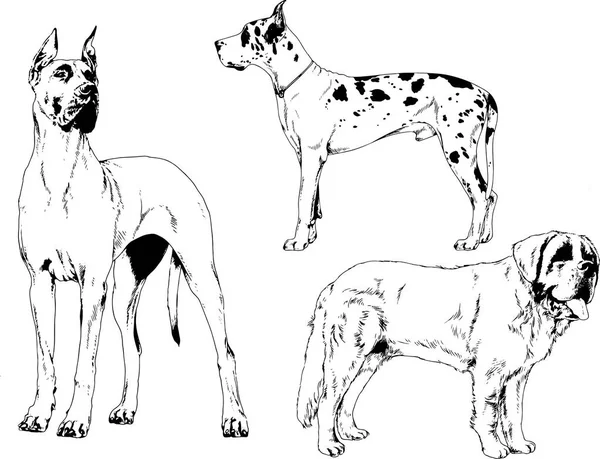 背景なしで手でインクで描かれた犬の異なった品種のベクター スケッチ — ストックベクタ