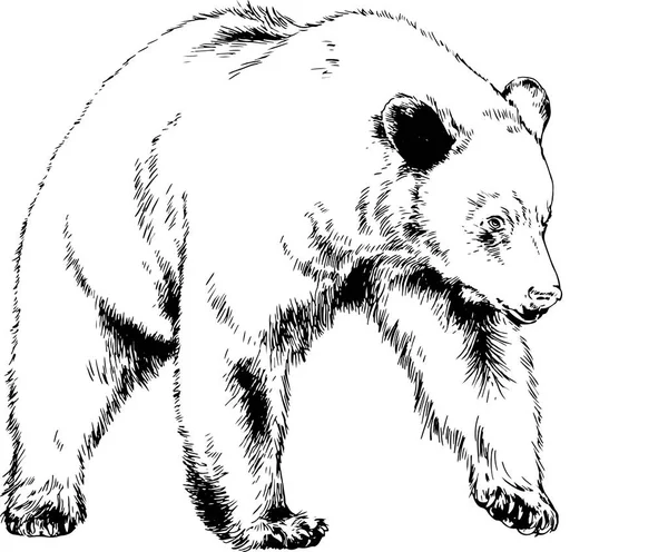 Ours dessiné à l'encre des mains d'un tatouage de prédateur — Image vectorielle