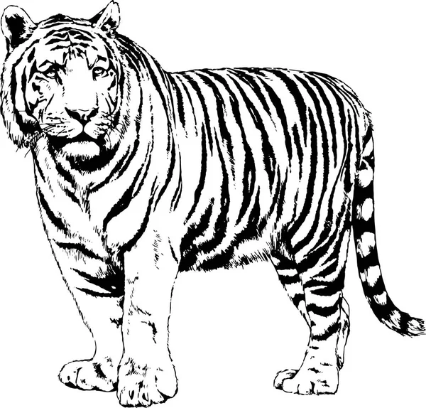Большой Полосатый Тигр Нарисовал Чернильный Набросок Полный Рост — стоковый вектор