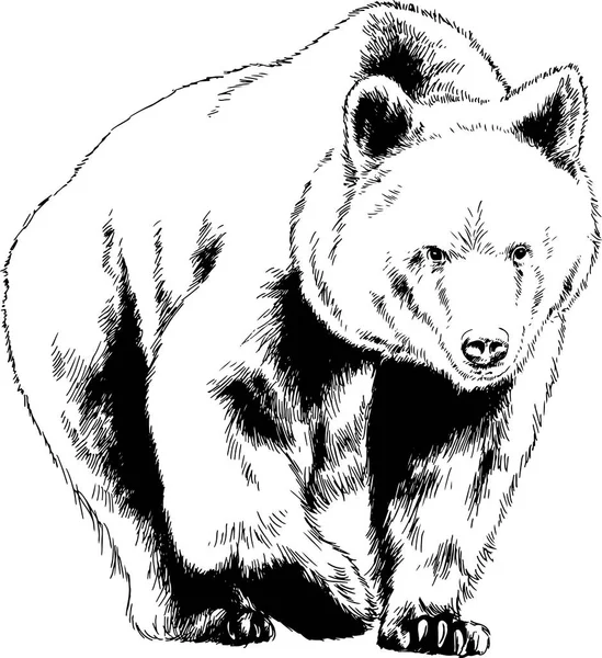 bir yırtıcı hayvan dövme logo elinden mürekkeple çizilmiş ayı