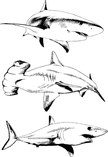 Conjunto Desenhos Vetoriais Sobre Tema Dos Predadores Marinhos Tubarões Desenhados —  Vetores de Stock