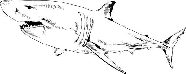 Ein Tusche Auf Weißem Hintergrund Gezeichneter Hai Mit Angreifenden Kiefern — Stockvektor