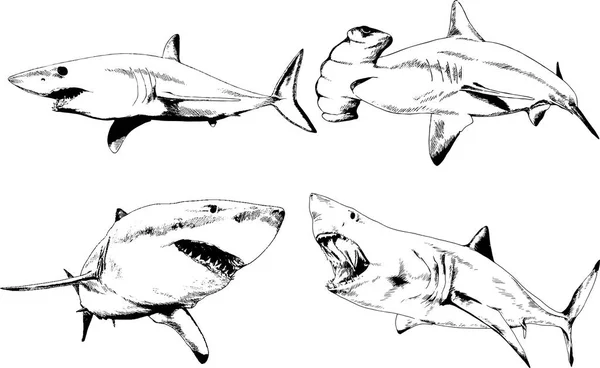 Conjunto Desenhos Vetoriais Sobre Tema Dos Predadores Marinhos Tubarões Desenhados — Vetor de Stock