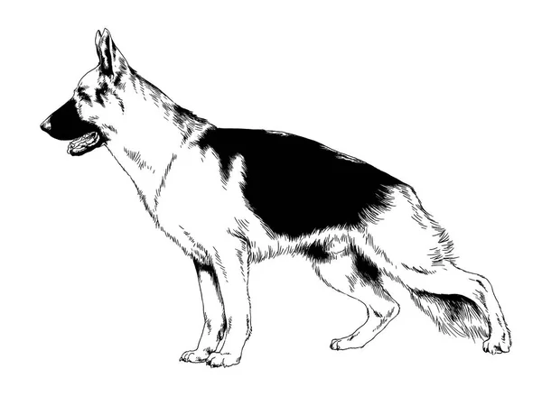 Pedigree Dog Drawn Ink Hand White Background — Stock Photo, Image