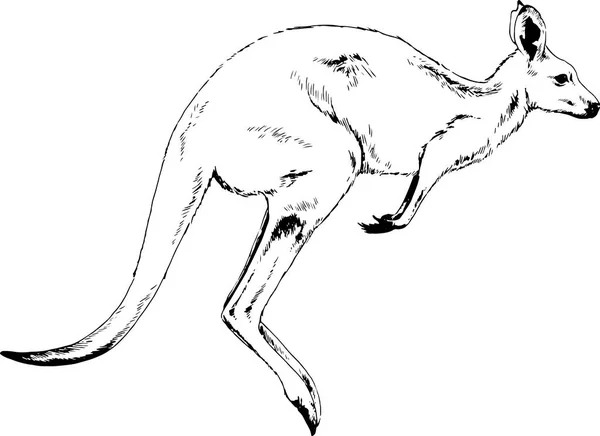 Springendes Känguru Tusche Von Hand Auf Weißem Hintergrund Gezeichnet — Stockvektor