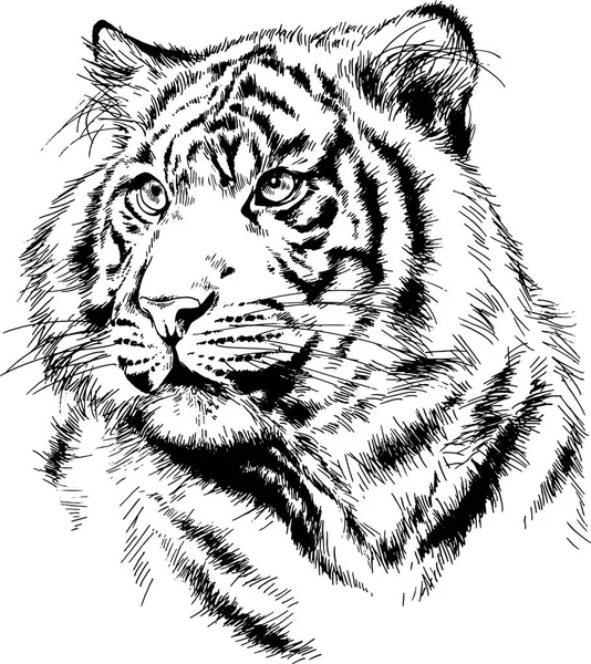 Koca Kaplan beyaz arka plan logo yırtıcı bir yandan tarafından mürekkeple boyalı