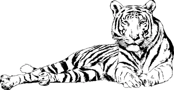 Tigre Grande Pintado Con Tinta Mano Sobre Depredador Logotipo Fondo — Vector de stock