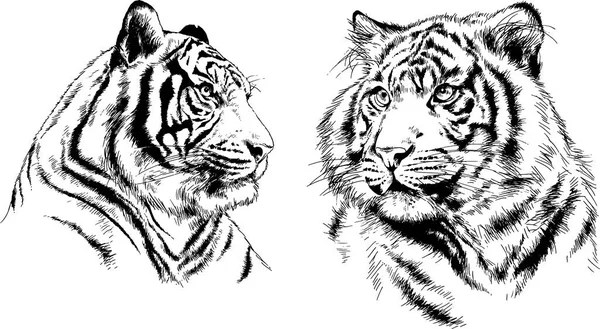 vektör çizimleri çizimler farklı yırtıcı hayvan, kaplan aslan çita ve leopar mürekkep el tarafından nesneleri arka plan ile çizilir