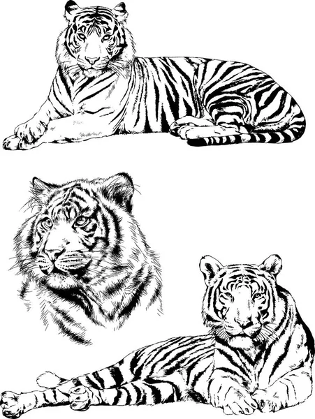 Dibujos Vectoriales Bocetos Diferentes Depredadores Tigres Leones Guepardos Leopardos Dibujan — Vector de stock