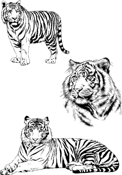 vektör çizimleri çizimler farklı yırtıcı hayvan, kaplan aslan çita ve leopar mürekkep el tarafından nesneleri arka plan ile çizilir