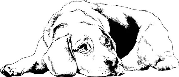 Σκύλος Pedigree Συντάσσεται Μελάνι Και Χέρι Λευκό Φόντο — Διανυσματικό Αρχείο
