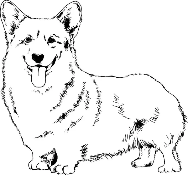 Родовідний Собака Намальований Чорнилом Вручну Білому Тлі — стоковий вектор