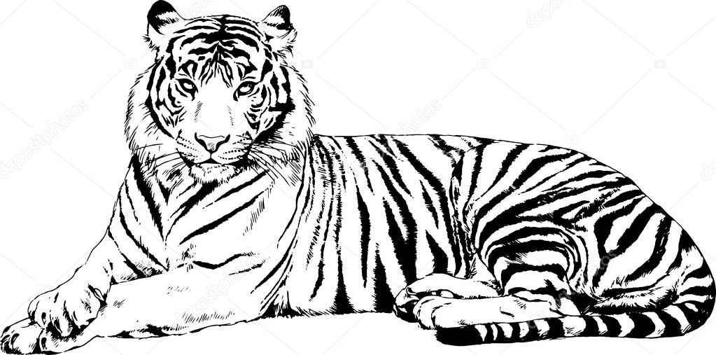 big tiger painted with ink by hand on a white background logo predator