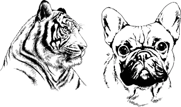 Dessins Vectoriels Esquisse Différents Prédateurs Tigres Lions Guépards Léopards Sont — Image vectorielle